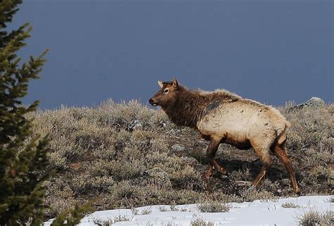 Long, snowy winters taking toll on Yellowstone elk