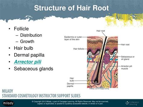 PPT - Chapter 11 Properties of the Hair and Scalp PowerPoint Presentation - ID:3531321