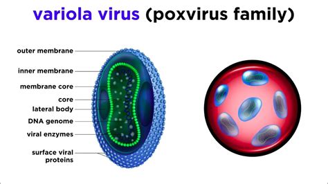 Smallpox Virus