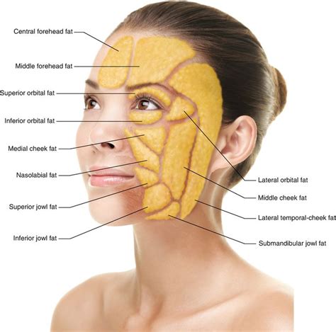 fat anatomy face | Facial muscles anatomy, Skin anatomy, Facial anatomy