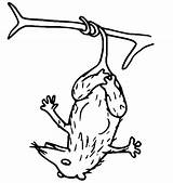 20  Possum Coloring Pages Free Printable PDF & Online sketch template