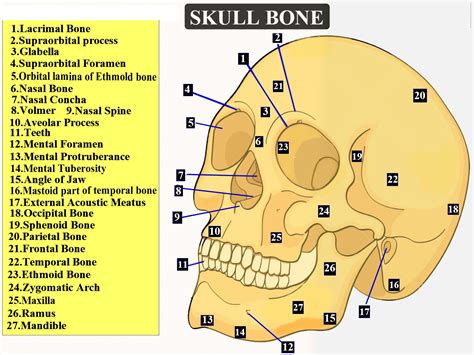 Your skull is made up of 22 different bones | The Fact Base