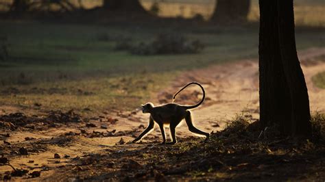 Wildlife - Bandhavgarh National Park on Behance