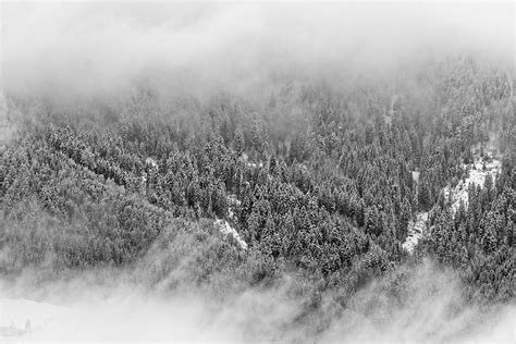 gray, scale photo, trees, bird, eye view, covered, snow, tree | Piqsels