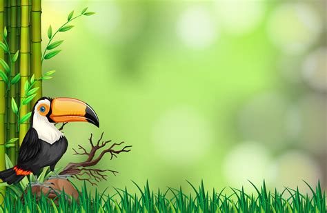 Toucan in nature background 302368 Vector Art at Vecteezy