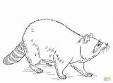 Raccoon coloring page  Free Printable Coloring Pages sketch template