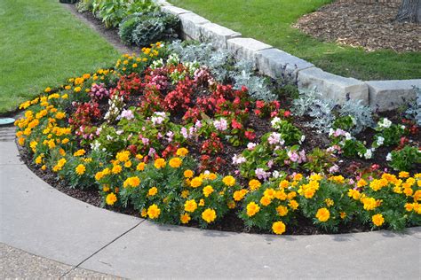 Flower Bed with Begonia Marigold Dusty Miller - Green Thumb Advice