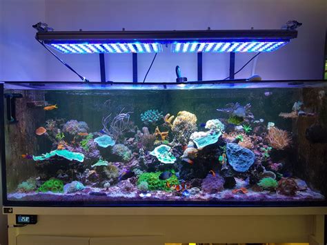 United Kingdom Reef Club Full Tank Shots | Page 7 | REEF2REEF Saltwater ...