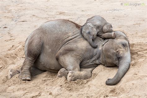 sleeping elephants by Daniel Münger / 500px