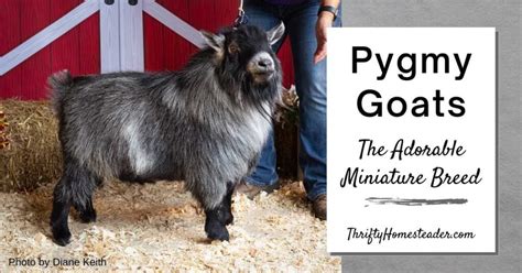 Pygmy Goats: The Adorable Miniature Breed