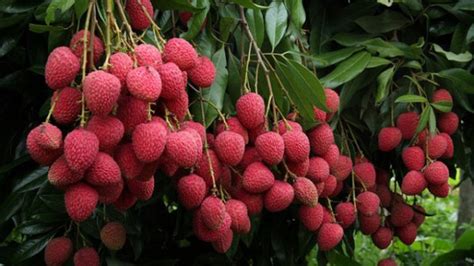 Litchi Information | Litchi Farming Guide