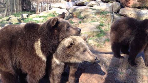 2 year old Syrian Brown Bear Cubs at Play - YouTube