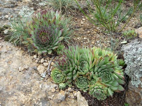 Succulent Xerophytes Examples - Best Succulent Ideas