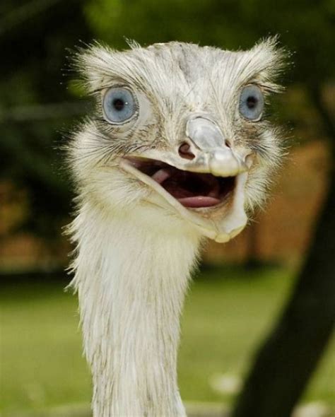 Surprised ostrich Memes - Imgflip