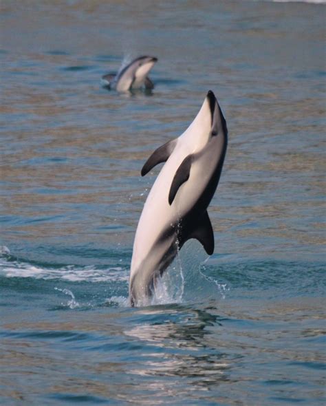 Marine Mammal Spotlight - Dusky Dolphins