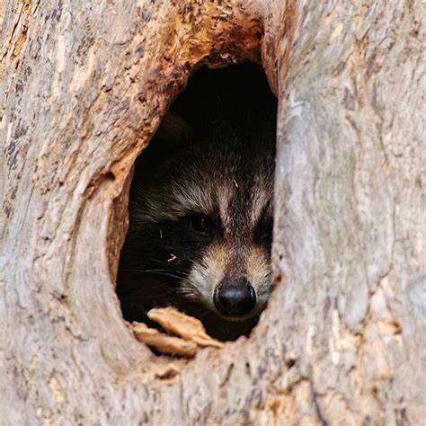 Raccoon in nest - Ottawa, Ontario by Michael Cummings | Raccoon, Ontario, Black bear