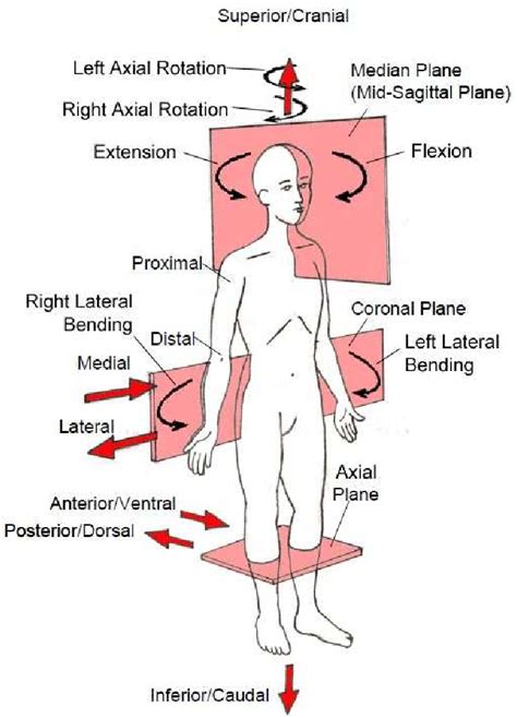 Figure 1-11 from Biomechanics of cervical spine and spinal cord injury under combined axial ...