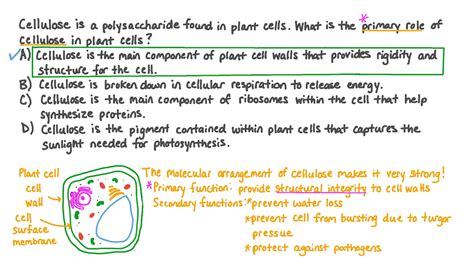 Cellulose Plant Cell