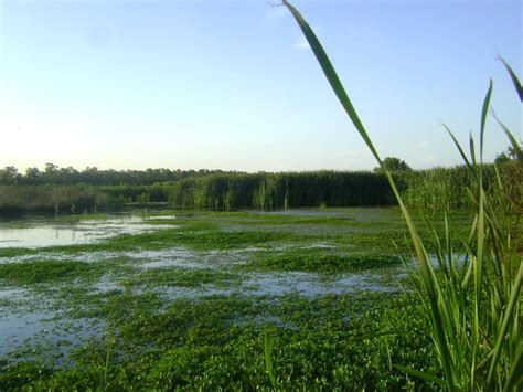 Wetlands - Freshwater Biome