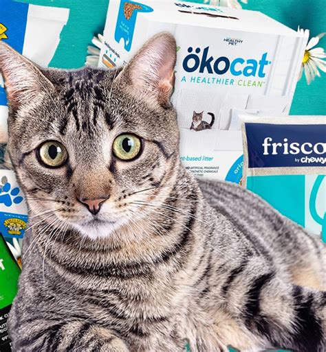 The 10 Best Clumping Cat Litter Brands