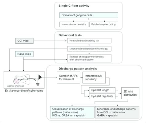 | Block diagram of the experiments. First, we showed single C-fibers ...