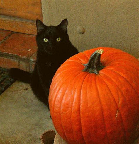 Black Cat Pumpkin Pictures, Photos, and Images for Facebook, Tumblr ...