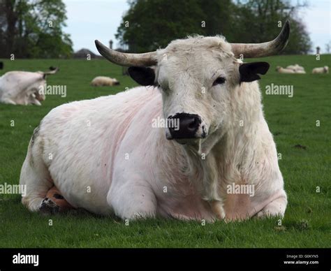 Large white Bull with horns in a field sitting down Stock Photo - Alamy