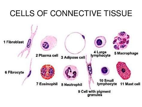 Connective tissue cells types, function & structure, Resident cells & Transient cells | Science ...