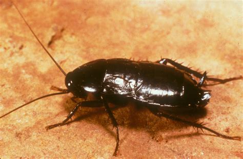 What Virginia Maryland Homeowners Should About Oriental Cockroaches