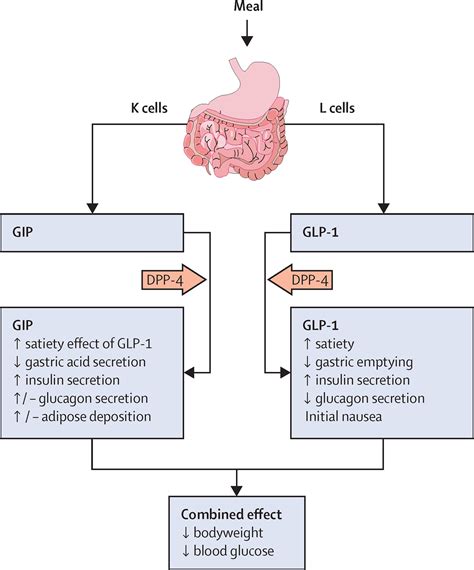 Tirzepatide: a new low for bodyweight and blood glucose - The Lancet Diabetes & Endocrinology