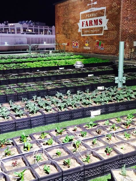 Fenway park farm in milk crates Veg Garden, Vegetable Gardening ...