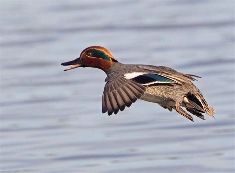 Common Teal male | Duck species, Waterfowl taxidermy, Duck hunting