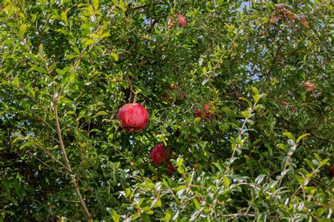 Pomegranate Tree in Archanes, Crete, Greece Stock Photo - Image of ...