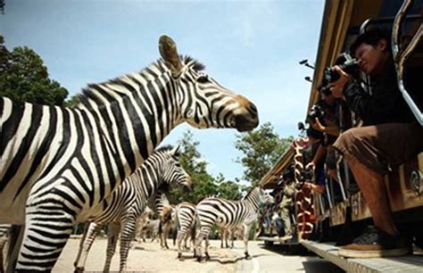 Chiang Mai zoo night safari with Tourvado | evening Tours to Chiang Mai ...