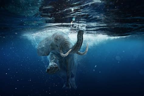 Stunning Photos of Elephants in the Wild | Reader's Digest