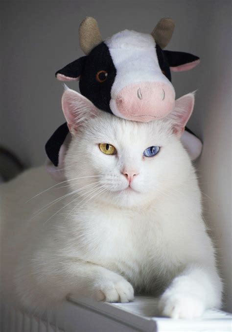 Odd-eyed cats: cats with two differently colored eyes ⋆ Love These Cats | Cow cat, White cat, Cats