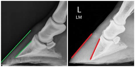 Everything You Need to Know About Laminitis — Irongate Equine Clinic