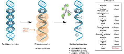 Click-iT EdU Assays—A Superior BrdU Alternative | Thermo Fisher ...