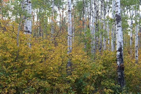 Aspen Tree Fall Autumn Free Stock Photo - Public Domain Pictures