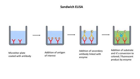 ELISA (Enzyme-Linked Immunosorbent Assay) - The Science Bistro