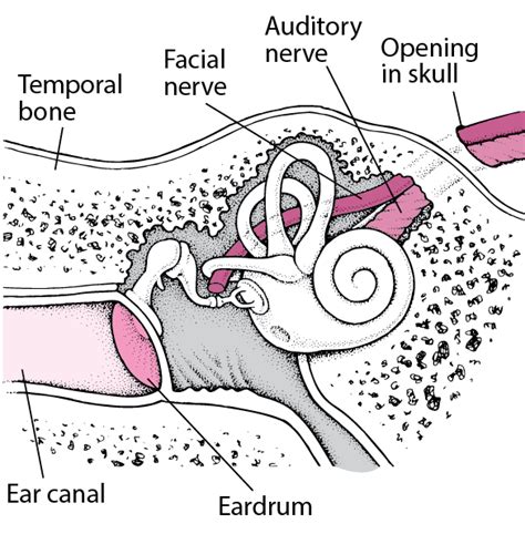 Temporal Bone Fracture - Injuries and Poisoning - MSD Manual Consumer Version