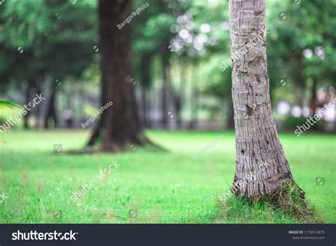 100 Background Nature Tree - MyWeb