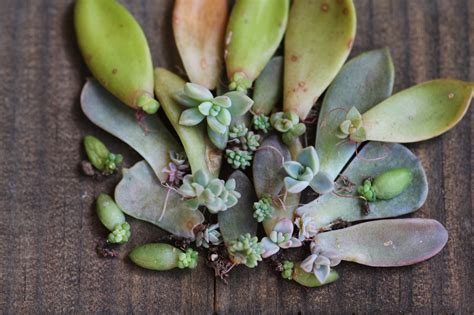 Sucs for You - Succulent Leaves Propagation Kit - Sucs for You!