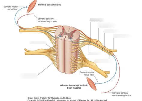 Ventral & Dorsal Nerve Root Formation Diagram | Quizlet