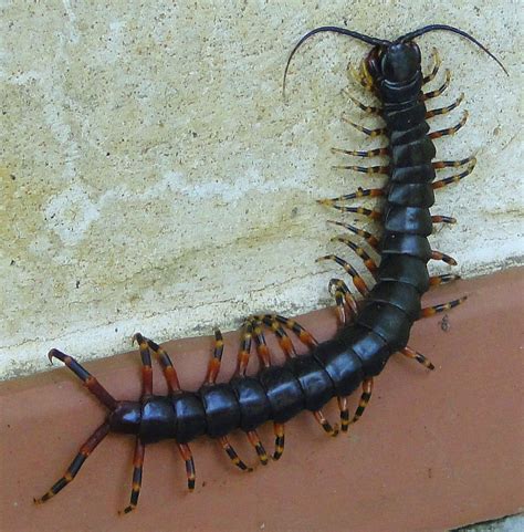 Ciempiés gigante [Amazonian giant centipede] (Scolopendra gigantea) - a photo on Flickriver