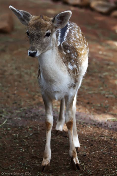 Fallow Deer | From The Australian Deer Association: Fallow d… | Flickr