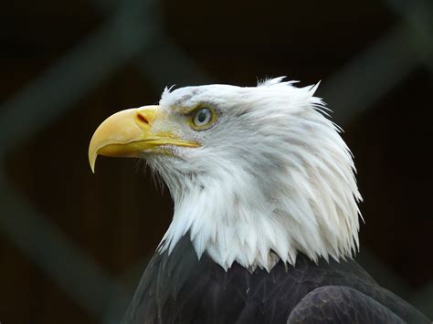 File:Bald-eagle P1010358.JPG
