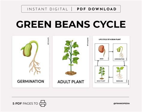 Common Bean Plant Growth Stages Infographic Stock Vector, 42% OFF