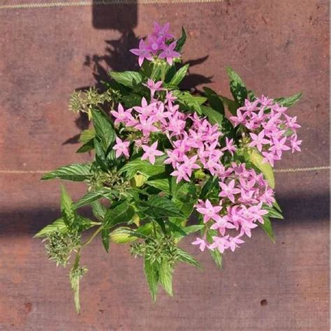 Green(Base) pentas plant, For Indoor Decoration, Winter To Spring at Rs ...