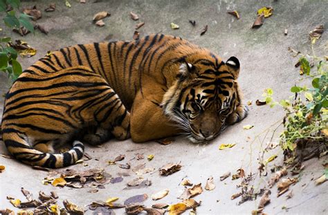 Download Leaf Sleeping Animal Tiger HD Wallpaper